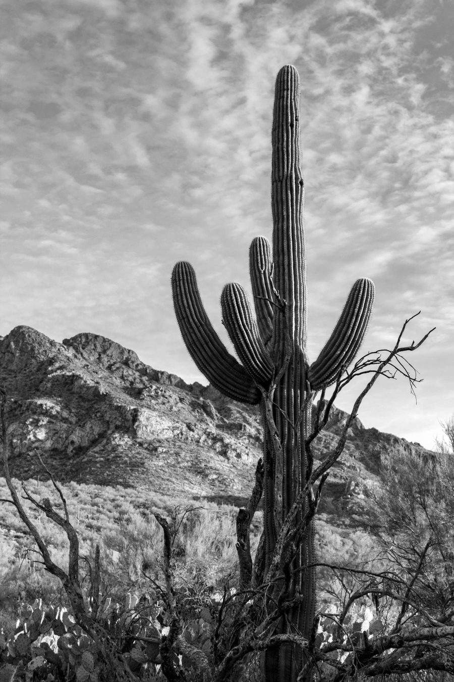 Tablouri Cactus în deșert - imagine 4