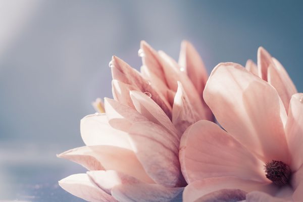Petalele strălucesc în lumina dimineții Petalele strălucesc în lumina dimineții