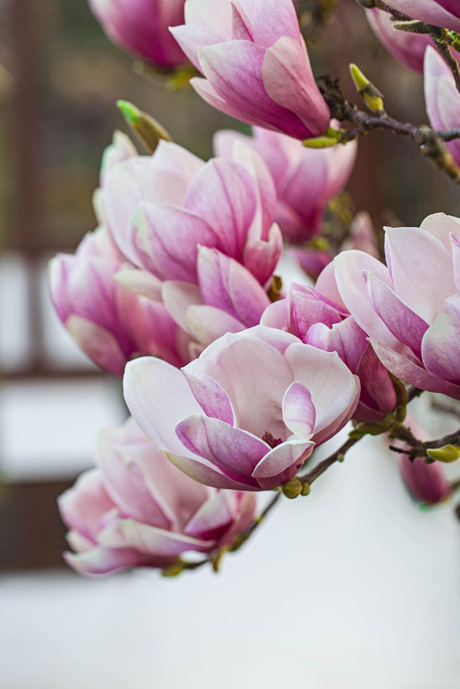 Primăvara, magnolia înflorește din nou