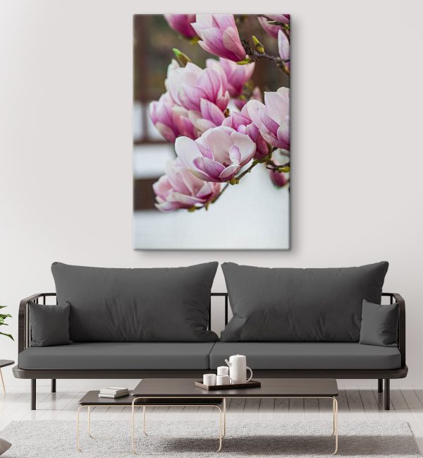Primăvara, magnolia înflorește din nou Primăvara, magnolia înflorește din nou
