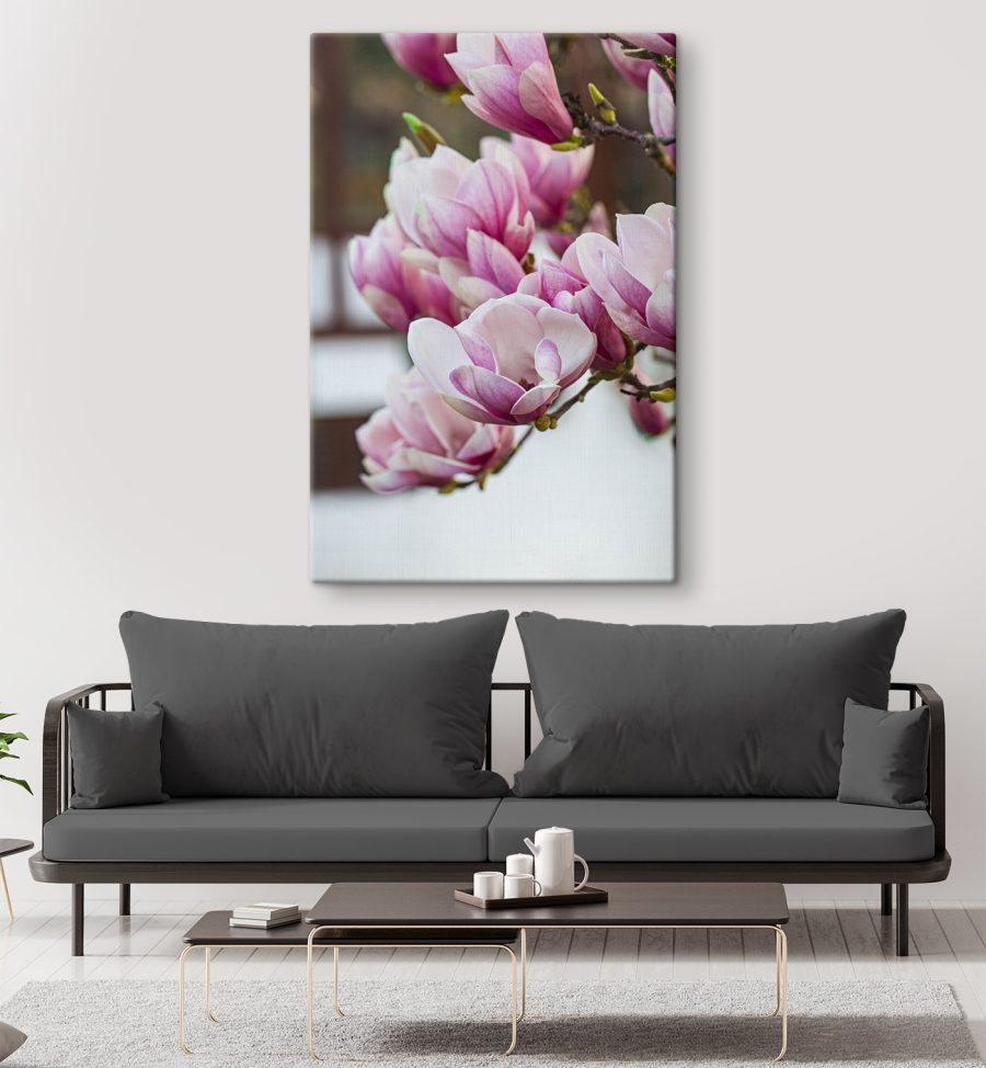 Primăvara, magnolia înflorește din nou