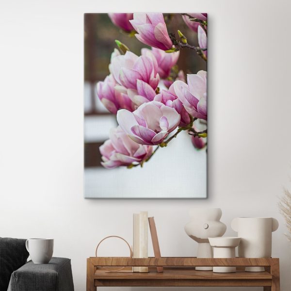 Primăvara, magnolia înflorește din nou Primăvara, magnolia înflorește din nou