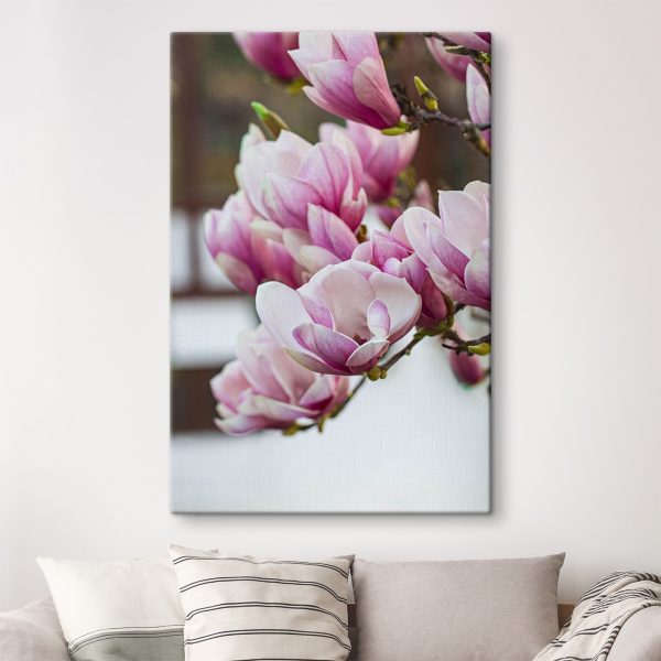 Primăvara, magnolia înflorește din nou Primăvara, magnolia înflorește din nou