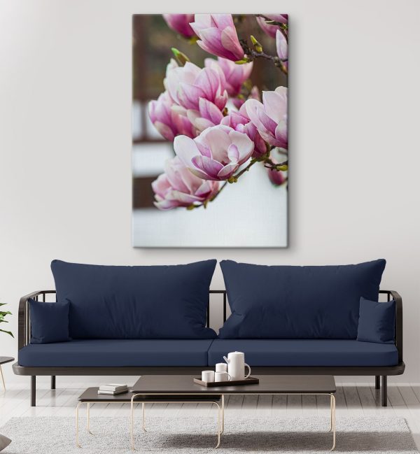 Primăvara, magnolia înflorește din nou Primăvara, magnolia înflorește din nou