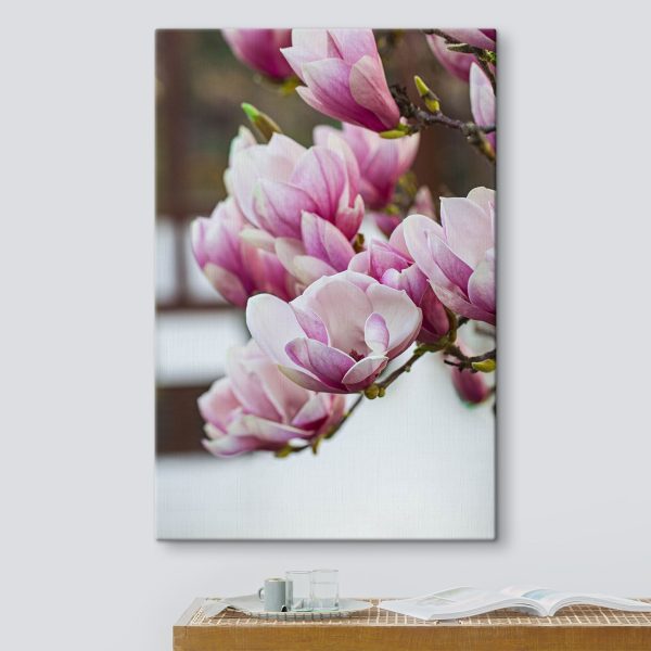 Primăvara, magnolia înflorește din nou Primăvara, magnolia înflorește din nou