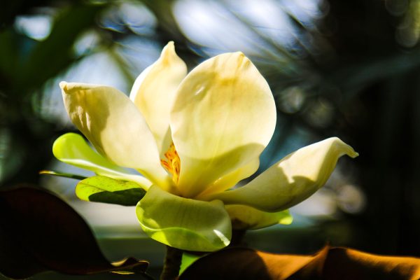 Magnolie cremoasă, evidențiată de lumină Magnolie cremoasă, evidențiată de lumină