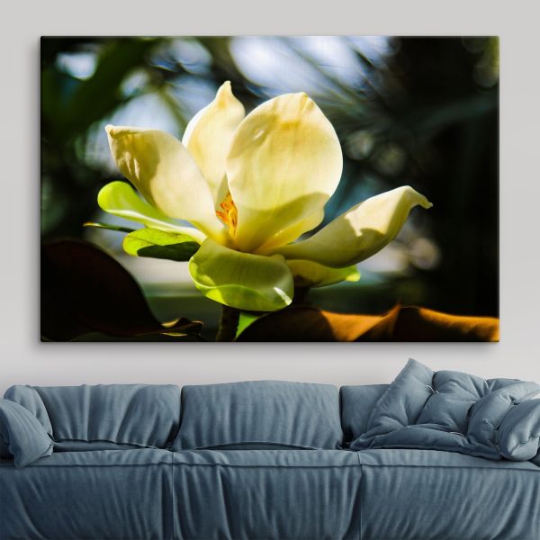 Magnolie cremoasă, evidențiată de lumină Magnolie cremoasă, evidențiată de lumină