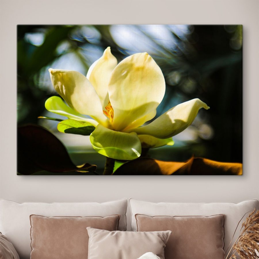 Magnolie cremoasă, evidențiată de lumină