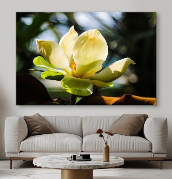 Magnolie cremoasă, evidențiată de lumină Magnolie cremoasă, evidențiată de lumină