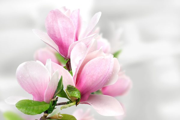 Flori roz de magnolie în floare Flori roz de magnolie în floare