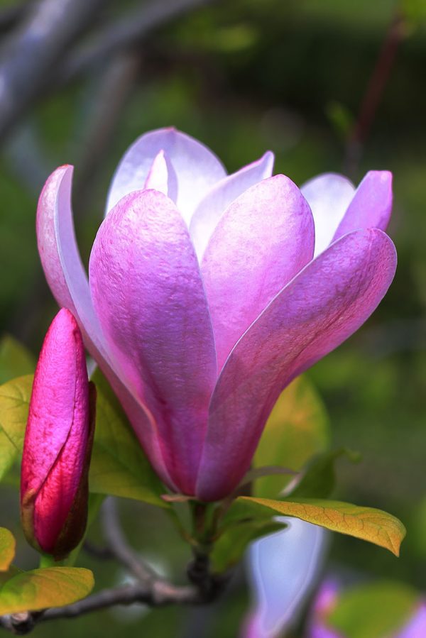 Magnolia: Floarea grațioasă a naturii’ Magnolia: Floarea grațioasă a naturii’