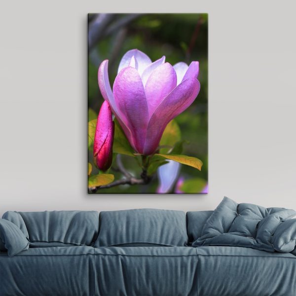 Magnolia: Floarea grațioasă a naturii’ Magnolia: Floarea grațioasă a naturii’