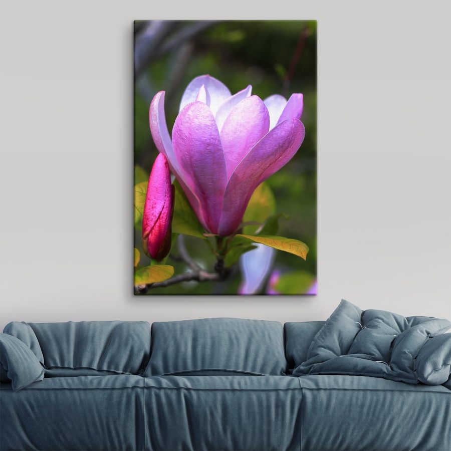 Magnolia: Floarea grațioasă a naturii&#8217