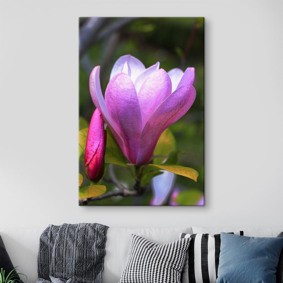 Magnolia: Floarea grațioasă a naturii&#8217