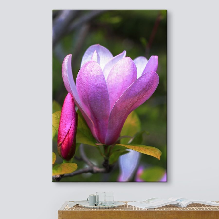 Magnolia: Floarea grațioasă a naturii&#8217