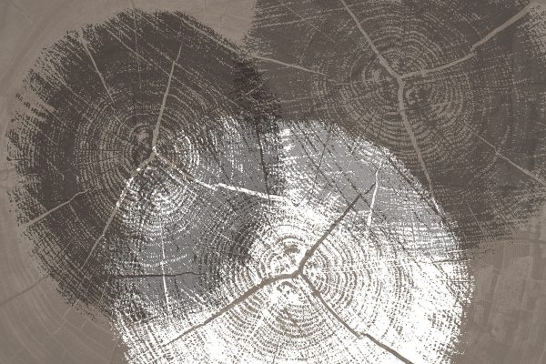 Inele de copac în detaliu monocrom Inele de copac în detaliu monocrom