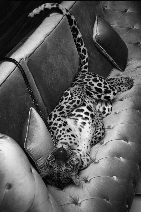 Leopard întins pe o canapea Leopard întins pe o canapea