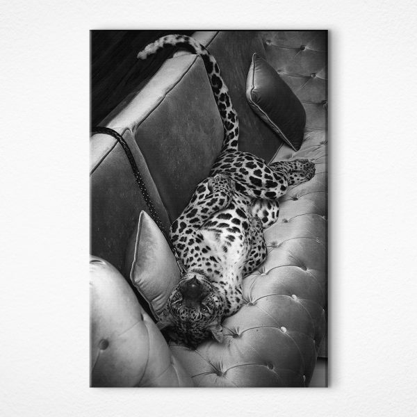 Leopard întins pe o canapea Leopard întins pe o canapea