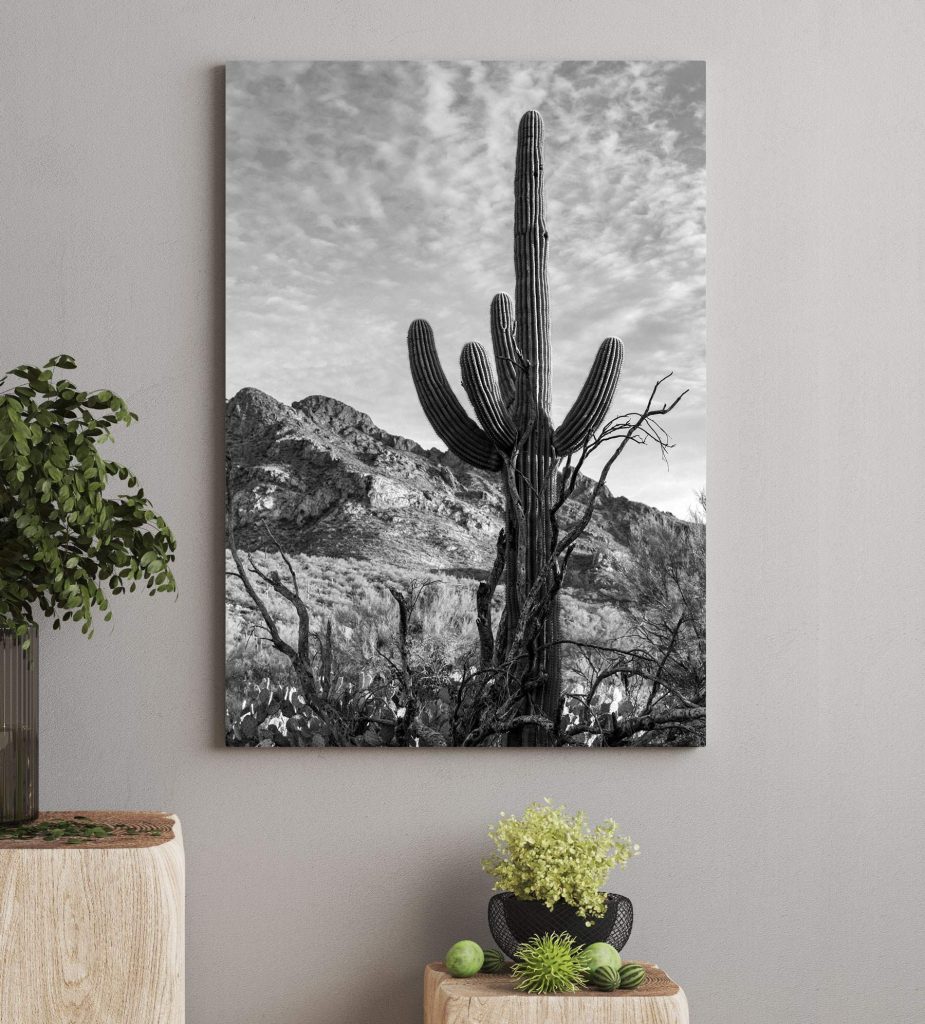 Cactus in the desert