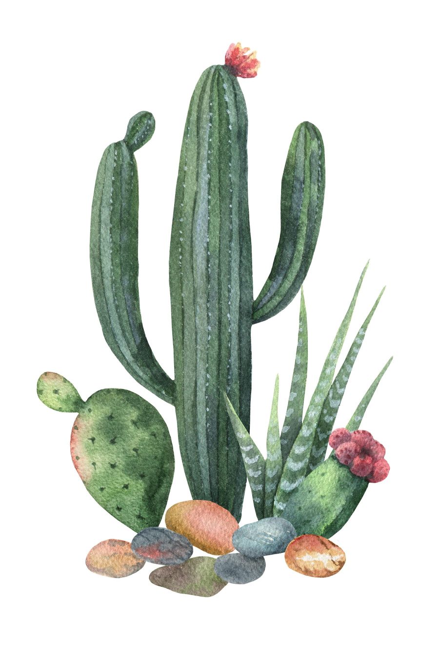 Acuarelă a unui cactus și roci Acuarelă a unui cactus și roci