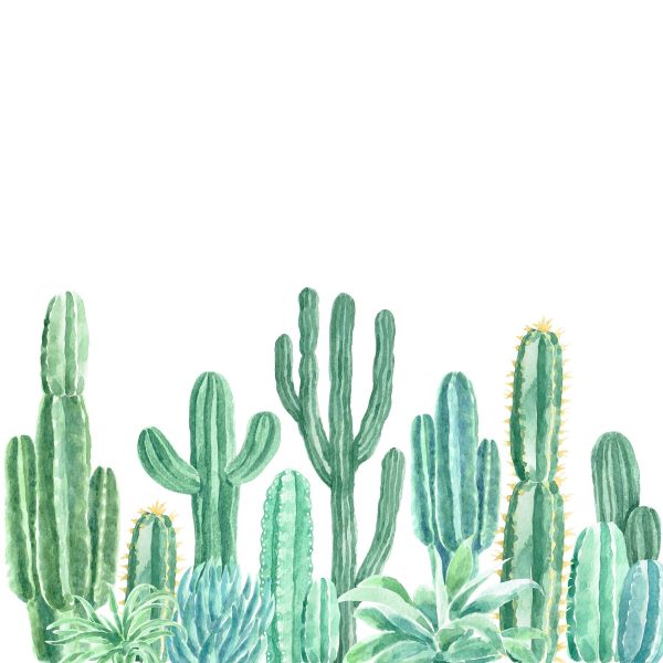 Grup de cactuși și plante suculente Grup de cactuși și plante suculente