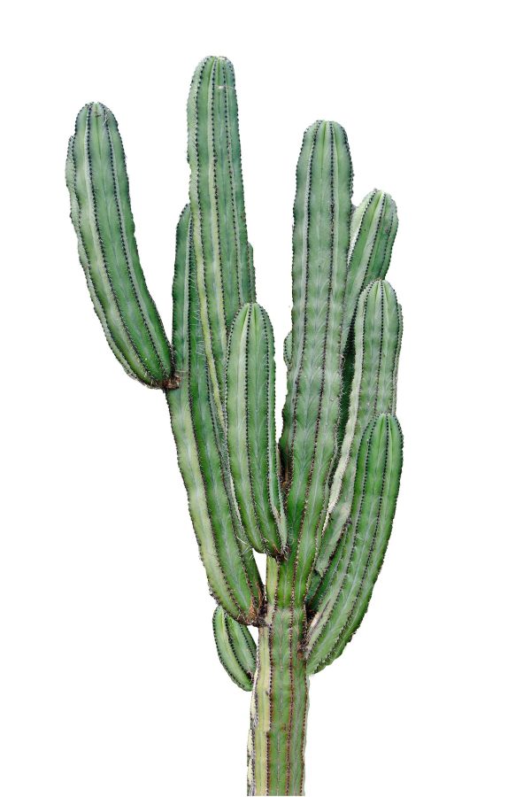 Cactus cu tulpini verzi lungi și subțiri Cactus cu tulpini verzi lungi și subțiri