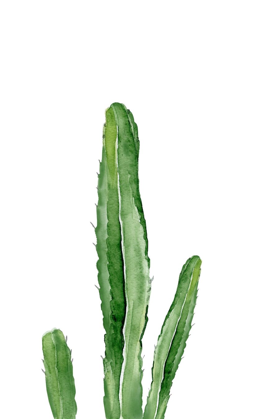 Cactus verde cu tulpini lungi