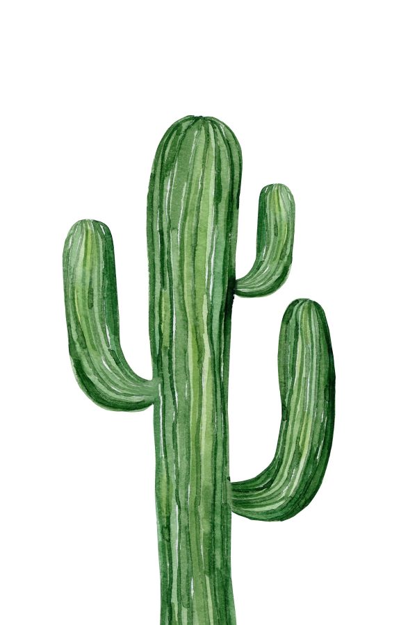 Cactus verde pe un fundal alb Cactus verde pe un fundal alb