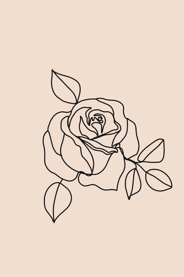 Desenul unui trandafir Desenul unui trandafir