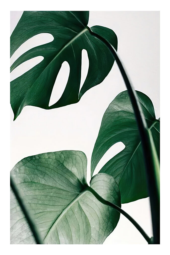 Delicate foliage against white backdrop Delicate foliage against white backdrop