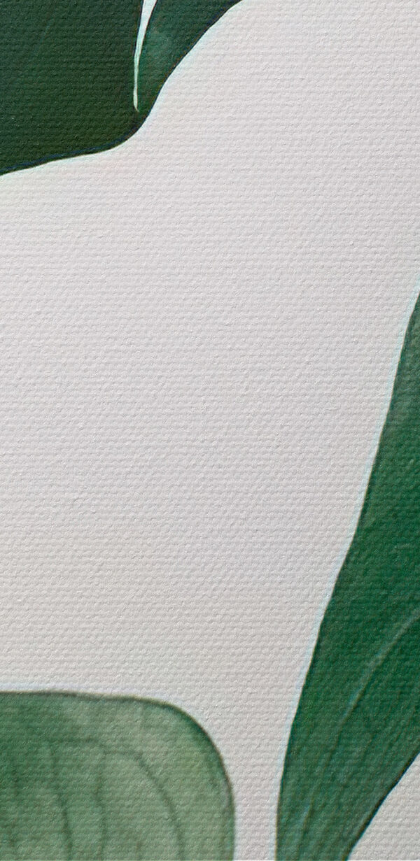 Delicate foliage against white backdrop Delicate foliage against white backdrop