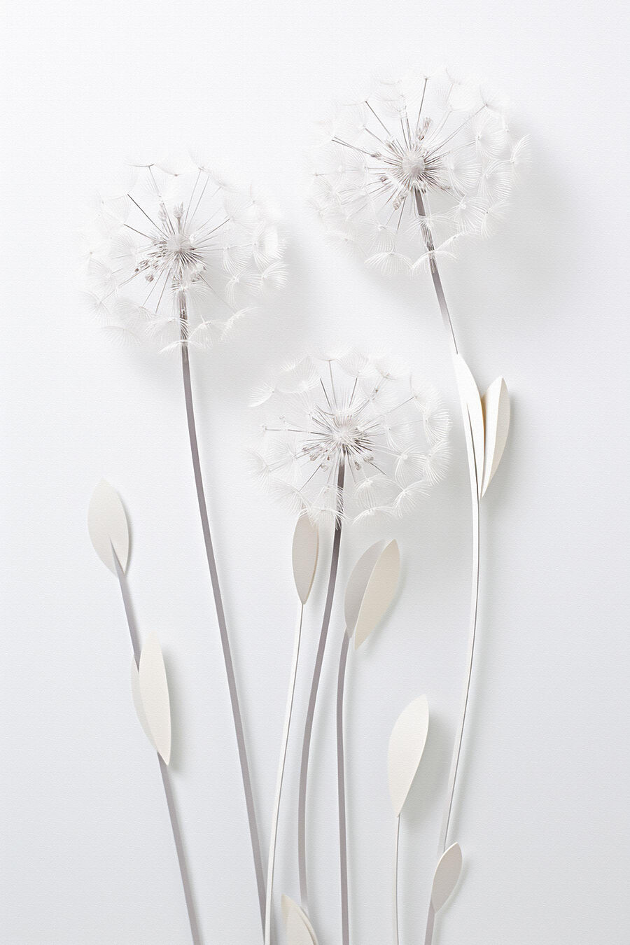 Inflorescențe delicate pe tulpini subțiri