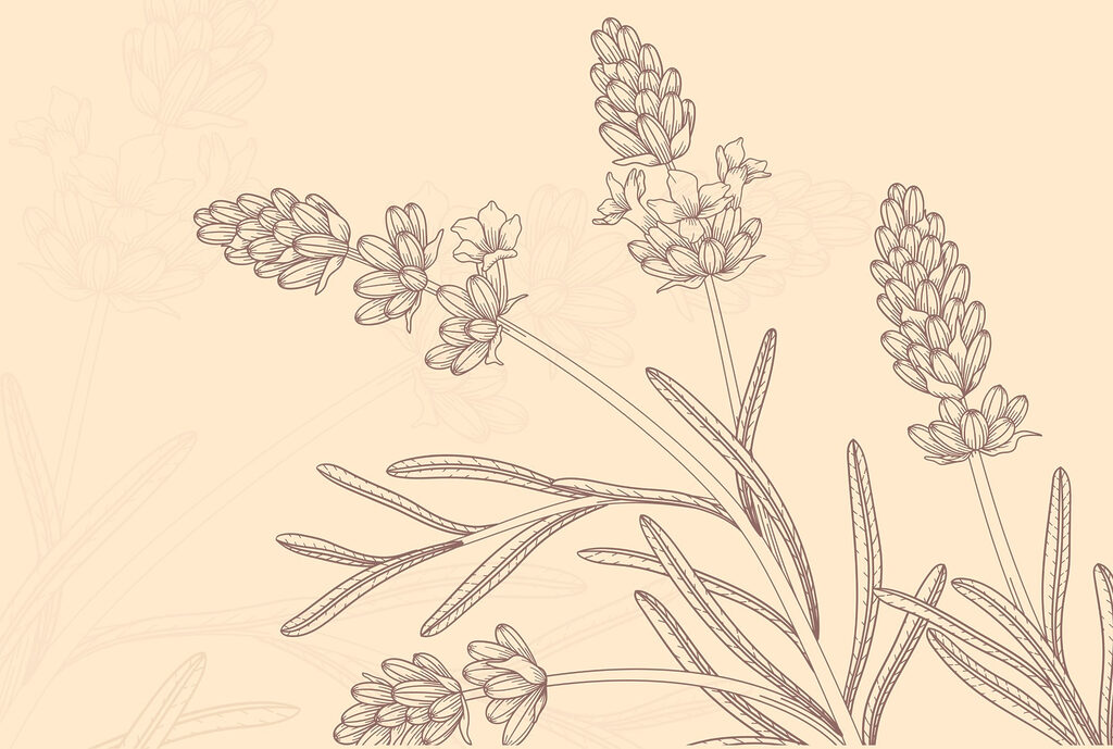 Desenul unei plante Desenul unei plante