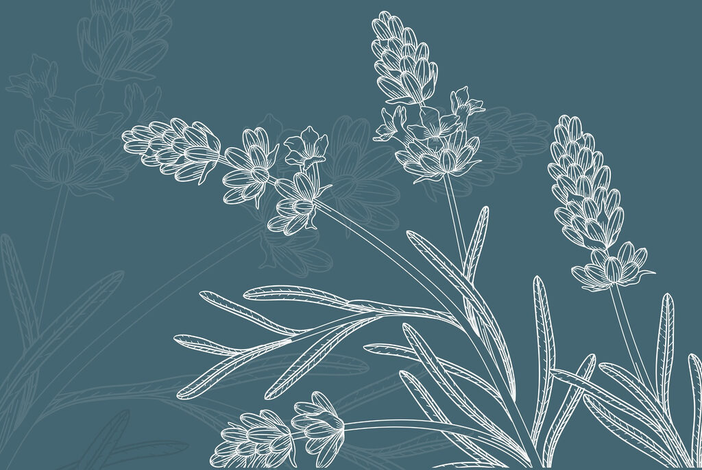 Desenul unei plante Desenul unei plante