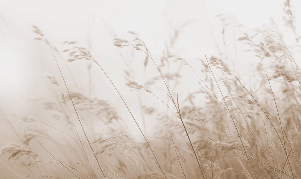 Șoapte ale naturii în tonuri sepia Șoapte ale naturii în tonuri sepia