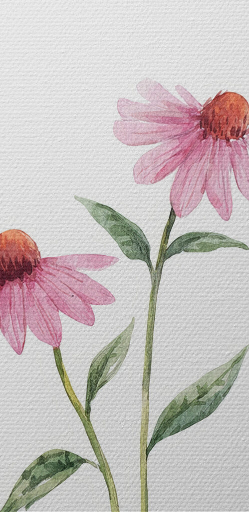 Group of flowers on a white background