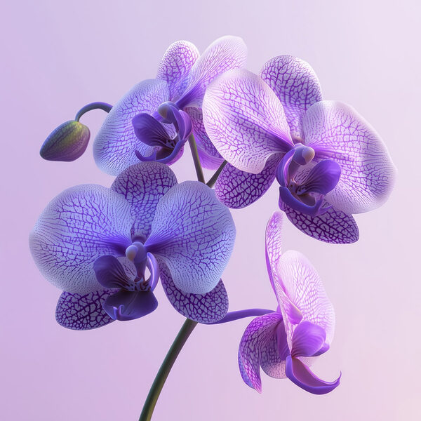 Floare de orhidee violet și alb Floare de orhidee violet și alb