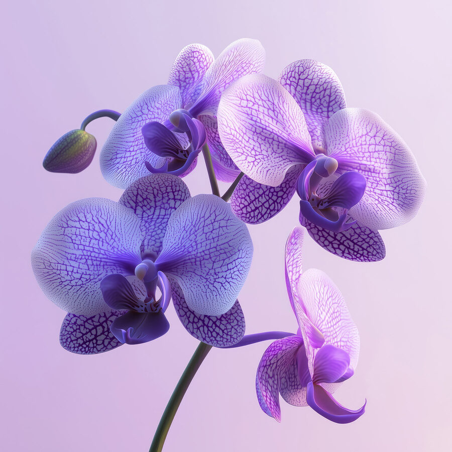 Floare de orhidee violet și alb