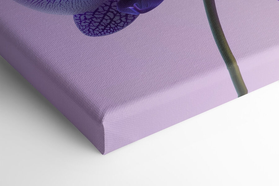 Floare de orhidee violet și alb