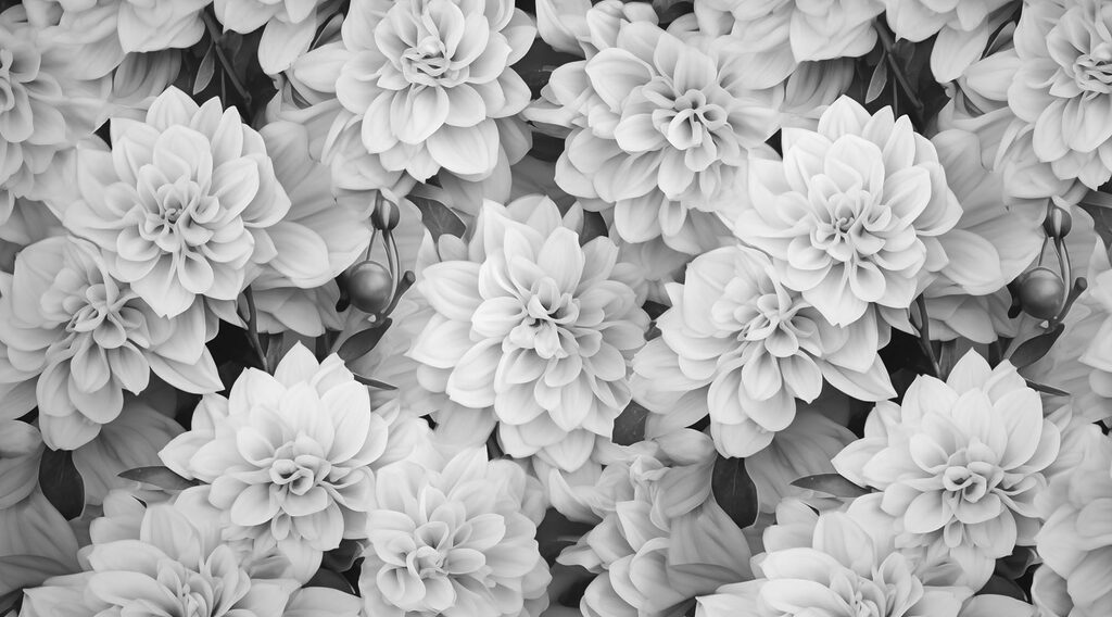 Grup de flori albe Grup de flori albe