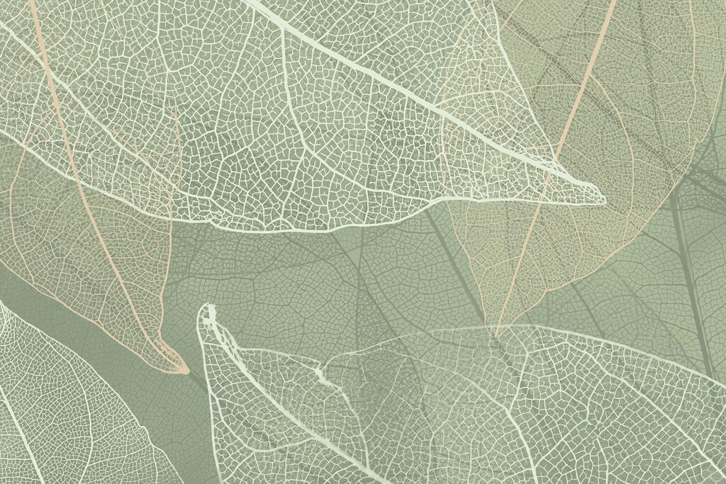 Modele delicate de design al naturii’s Modele delicate de design al naturii’s