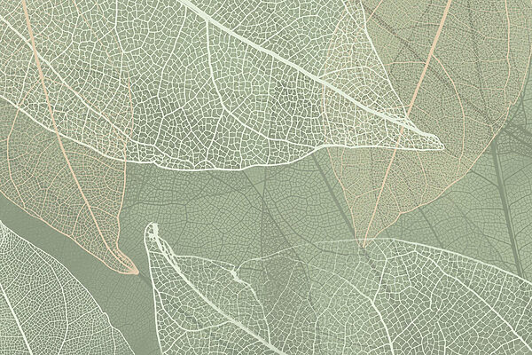 Modele delicate de design al naturii’s Modele delicate de design al naturii’s