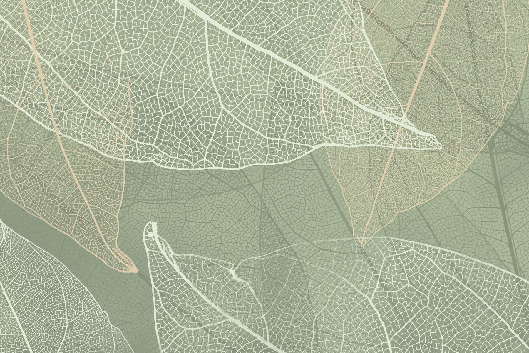 Delicate patterns of nature's design Delicate patterns of nature's design