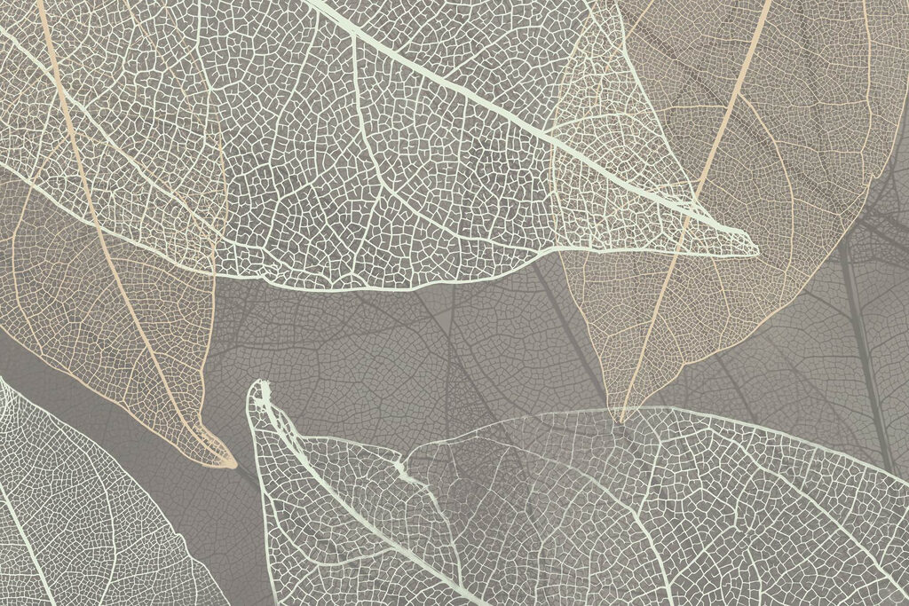 Modele delicate ale nervurilor frunzelor Modele delicate ale nervurilor frunzelor