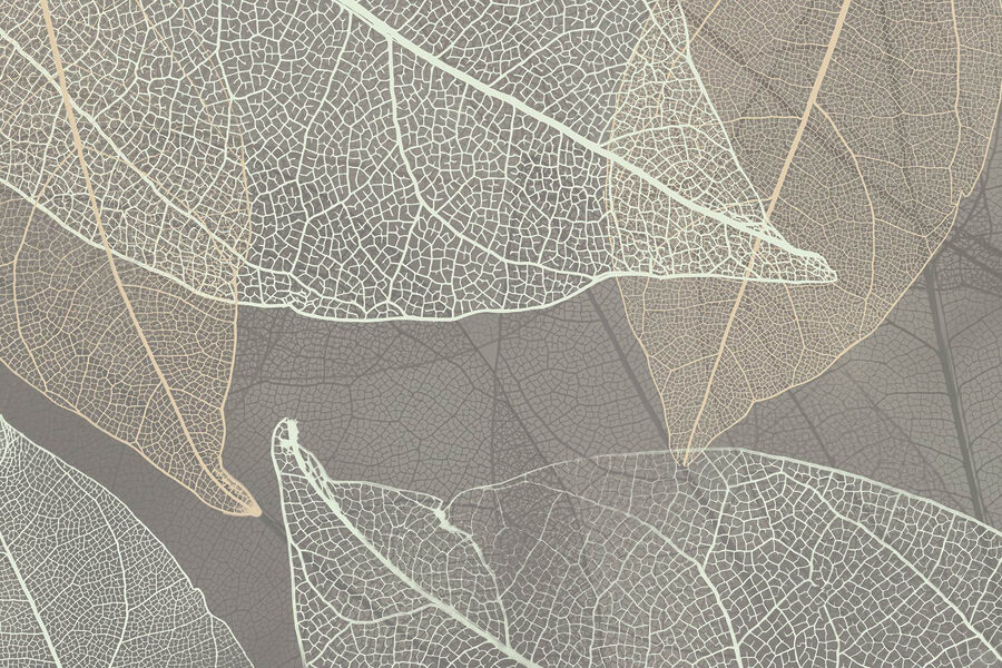 Modele delicate ale nervurilor frunzelor Modele delicate ale nervurilor frunzelor