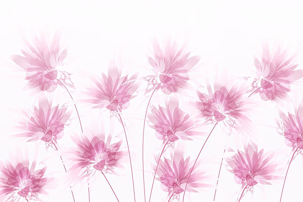 Grup de flori roz w02561p 600x400 - Grup de flori roz