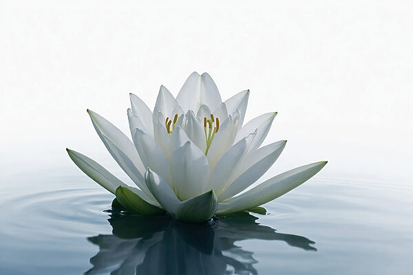 Floare albă în apă Floare albă în apă