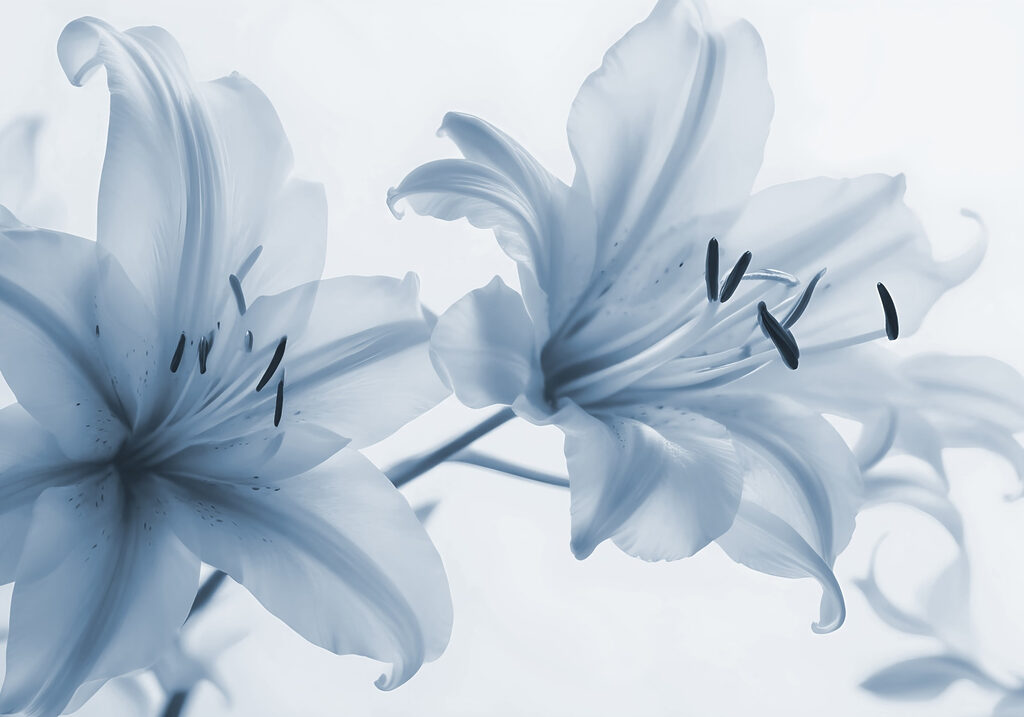 Delicate blooms in soft hues