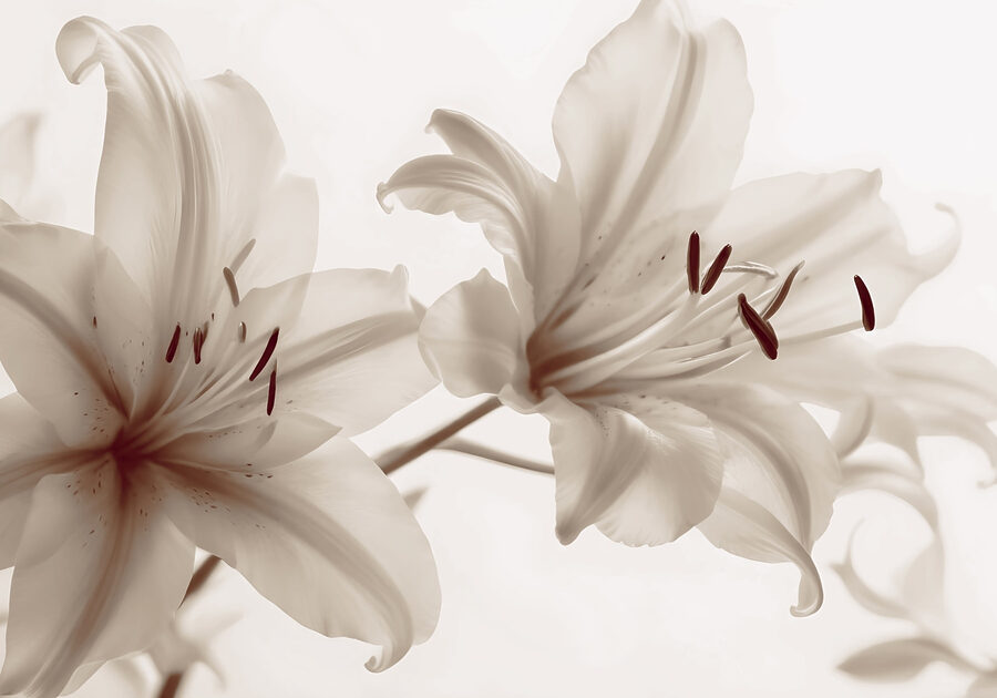 Inflorescențe moi în nuanțe delicate. Inflorescențe moi în nuanțe delicate.