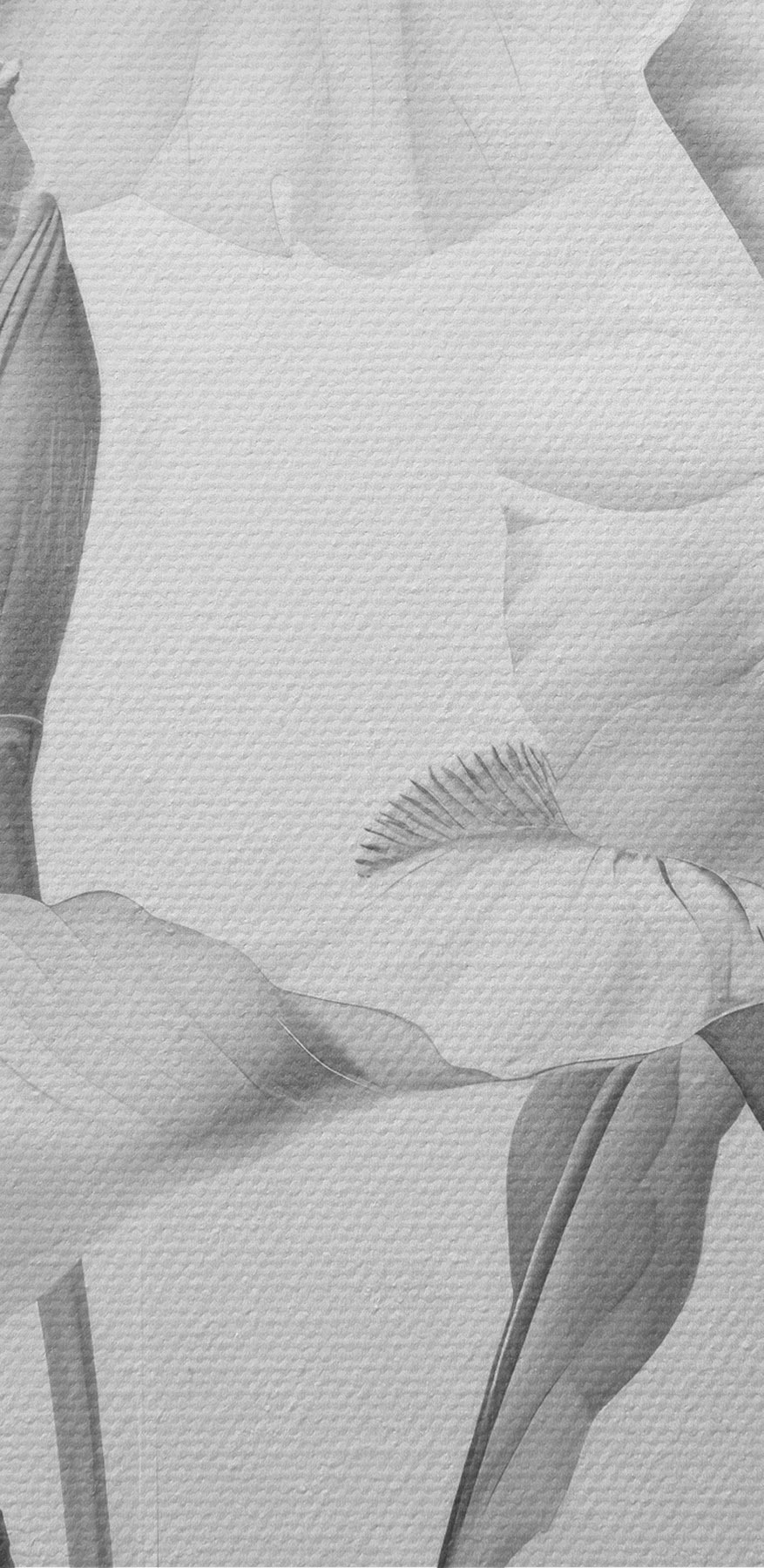 Petale delicate în nuanțe monocrome moi Petale delicate în nuanțe monocrome moi